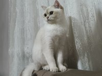 British Shorthair Kedimiz