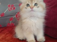 Ev ortamında büyümüş british longhair