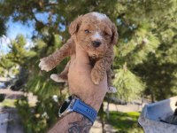 Sevimli Poodle Yavruları Yeni Yuvaya Gitmeye Hazır