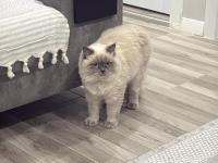 Blue Point British Longhair Ücretsiz Sahiplendirilecek