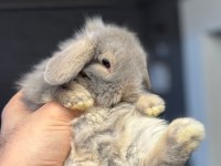 Hollanda Cüce Ve Mini Lop Tavşanlar Her İşe Gönderilir