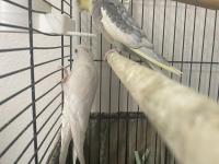 Damızlık Sultan Papağanı