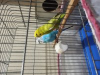 Yavrulamaya hazır kızgın genç çift muhabbet kuşlarım