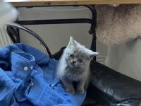 2 aylık safkan british shorthair