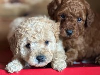 Yasal üreticiden saf kan poodle yavrular