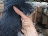 Alman Kurdu Yavrularımız