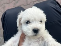 Terrier Maltese Yavrusu Eğlenceli Ve Çok Akıllı