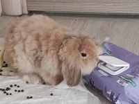 Ücretsiz 5 aylık hollanda lop tavşan