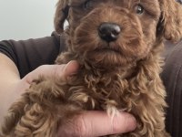 Toy poodle kendi yavrumuz