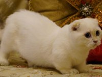 Scottish Fold Munchkin