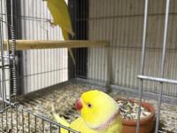 Mutasyon Pakistan Papağanı Takım