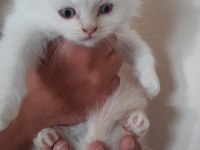 Blue Point Scottish-British Shorthair Yavrular Sahiplendirme