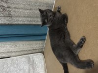 British shorthair kedim