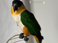 Erkek Kayık Papağanı