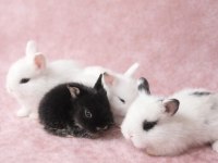 Türkiye'nin Her İline Gönderim Yavru Tavşanlar