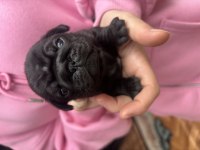 Safkan Pug Bebekleri