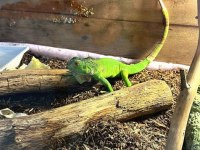 4 aylık yavru iguana