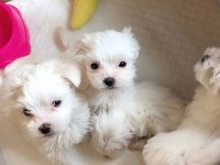 Maltese Terrier Ultra Mini Yavrularımız