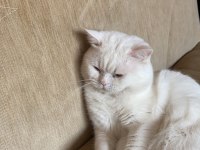 British Shorthair Erkek Kedi