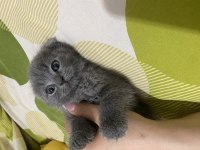 Scottish Fold 15.02.2025 Doğumlu