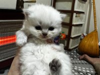 Bluepoint Yavru Kediler