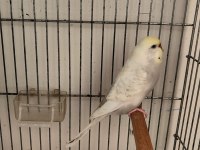 Dişi damızlık muhabbet kuşu