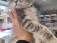 Yavru 3 aylık kedi british shorthair