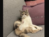 Exotic Shorthair Dişi Yavrumuzu Sahiplendiriyoruz