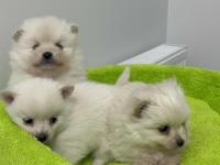 Uygun Pomeranian Yavru Köpekler