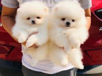 Pomeranian özel yavrular