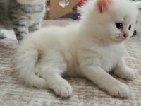 Kedi yavrularımıza yuva arıyoruz british/scottish