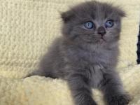 Maviş 35 günlük saf kan scottish fold gri