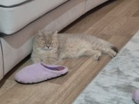 1 Buçuk Yaşında Şecereli Dişi British Shorthair