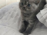 Kedi Yavrularımıza Yuva Arıyoruz British/Scottish