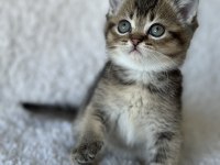 British Shorthair Dark Gold Yavrum