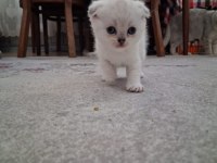 Scottish Fold Kızım Gen Gereği Kesinlikle Koku Bırakmaz