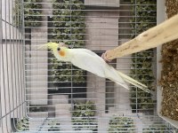 Yavru sultan papağanı