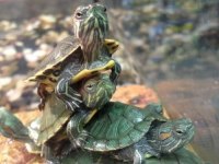 Su Kaplumbağaları Ve Tüm Malzemeleri Ayağınıza Geldi