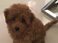 Kore Kan Red Brown Orjinal Poodle