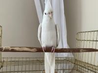 Albino Sultan Papağanı Cinnamon