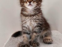 Safkan Maine Coon Yavruları Full Şecereli Ünvanlı Ebeveynlerden