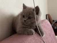 British Shorthair Dumana Yuva