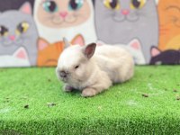 Cüce Tavşan Yavruları Gönderim Yapılır