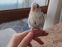 Yavru Albino Erkek Muhabbet Kuşu