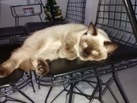 Safkan dişi british colorpoint