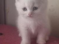 Mutlu, Sağlıklı, Neşeli, Safkan British Bebekler Yeni Evlerine Hazırlar