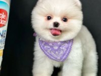Safkan Pomeranian Boo Yavrularımız
