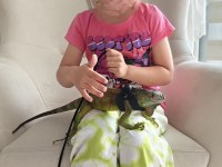 Çipli Evraklı İguana