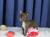 Egzotik Teacup Chihuahua