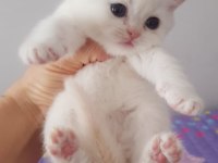 White British Shorthair